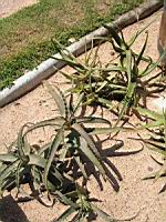 Aloe Arborescens (fam Asphodelacees) (Afrique du Sud) (12) (Photo F. Mrugala)
